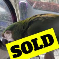 buy severe macaw