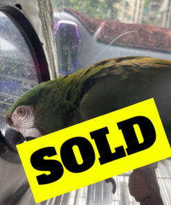 buy severe macaw
