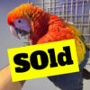 Scarlet Macaw for Sale 