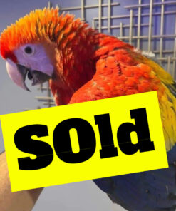 Scarlet Macaw for Sale 