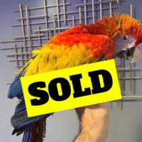 Scarlet Macaw for Sale 