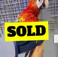 Scarlet Macaw for Sale 