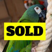 Talking Military Macaw for Sale