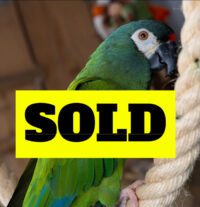 Talking Military Macaw for Sale