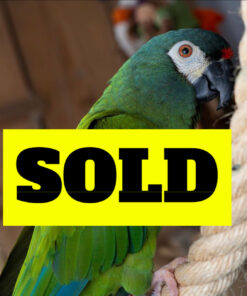 Talking Military Macaw for Sale