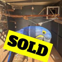 Tamed Hyacinth Macaw for Sale