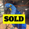 Tamed Hyacinth Macaw for Sale