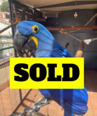 Tamed Hyacinth Macaw for Sale