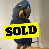 baby Hyacinth macaw for sale