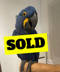 baby Hyacinth macaw for sale