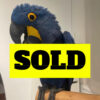 baby Hyacinth macaw for sale