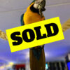 buy blue and gold macaw