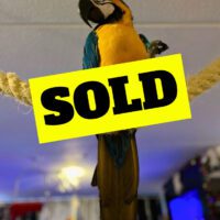 buy blue and gold macaw