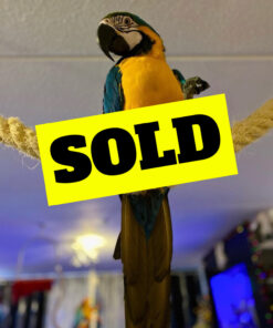 buy blue and gold macaw