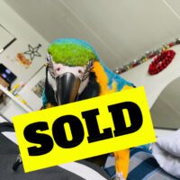 Buy catalina macaw