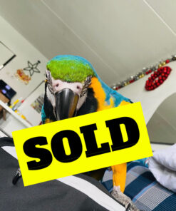 Buy catalina macaw