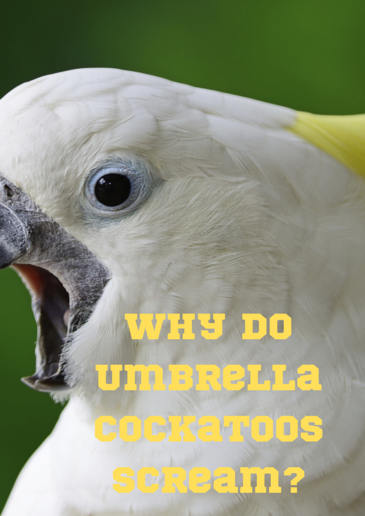 Why Do Umbrella Cockatoos Scream?