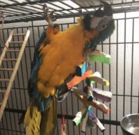 blue and gold macaw for sale in Texas