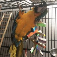 blue and gold macaw for sale in Texas