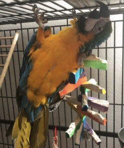 blue and gold macaw for sale in Texas