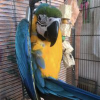 macaw parrot for sale in Florida