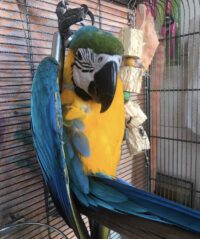 macaw parrot for sale in Florida