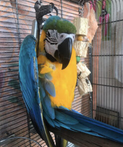 macaw parrot for sale in Florida