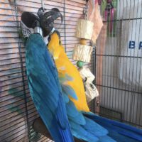 macaw parrot for sale in Florida