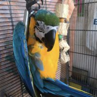 macaw parrot for sale in Florida