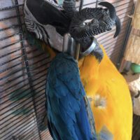 macaw parrot for sale in Florida