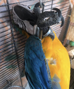 macaw parrot for sale in Florida