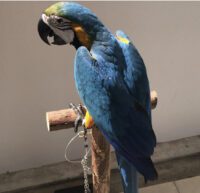 Macaw parrot for sale in California