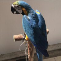 Macaw parrot for sale in California