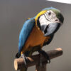 Macaw parrot for sale in California