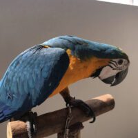 Macaw parrot for sale in California