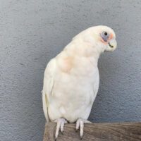 bare eyed cockatoo for sale fl