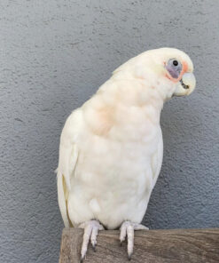 bare eyed cockatoo for sale fl
