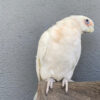 bare eyed cockatoo for sale fl