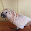 baby moluccan cockatoo for sale in tx