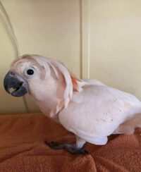 baby moluccan cockatoo for sale in tx