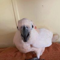 baby moluccan cockatoo for sale in tx