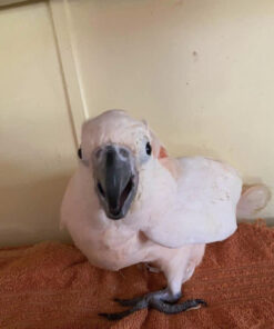 baby moluccan cockatoo for sale in tx