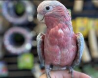 galah cockatoo for sale in ca