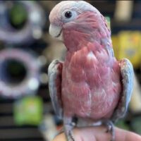 galah cockatoo for sale in ca