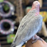 galah cockatoo for sale in ca