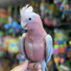 galah cockatoo for sale in ca