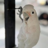 Corella Cockatoo for Sale