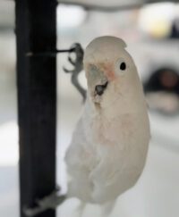 Corella Cockatoo for Sale