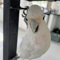 Corella Cockatoo for Sale