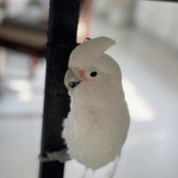 Corella Cockatoo for Sale